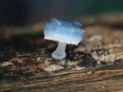 Mycena interrupta
