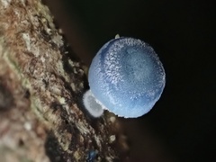 Mycena interrupta