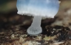 Mycena interrupta