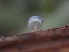 Mycena interrupta