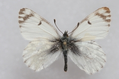 Euchloe ochracea jakutia