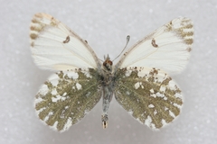 Euchloe ochracea jakutia