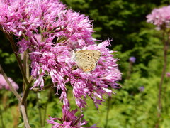 Lycaena tityrus