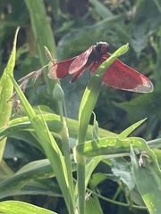 Neurothemis ramburii