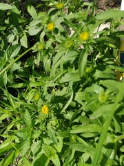 Pentanema britannica