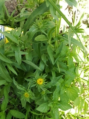 Pentanema britannica