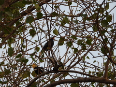 Acridotheres grandis