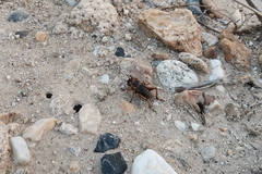Gryllidae