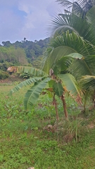 Musa