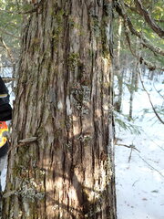 Fuscopannaria leucosticta