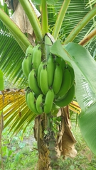 Musa