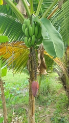 Musa