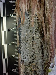 Fuscopannaria leucosticta