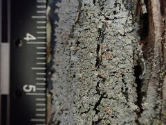 Fuscopannaria leucosticta