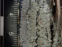 Fuscopannaria leucosticta