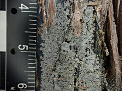 Fuscopannaria leucosticta