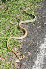 Coelognathus radiatus