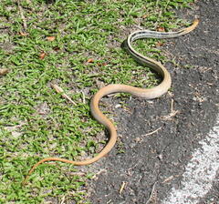 Coelognathus radiatus