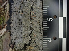 Fuscopannaria leucosticta