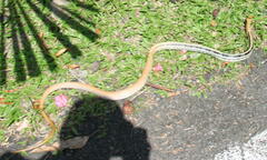 Coelognathus radiatus