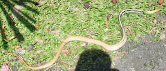 Coelognathus radiatus