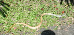 Coelognathus radiatus