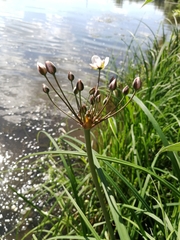 Butomus umbellatus