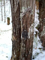 Fuscopannaria leucosticta