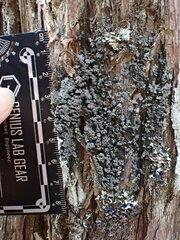 Fuscopannaria leucosticta