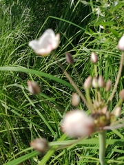 Butomus umbellatus