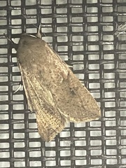 Mythimna convecta