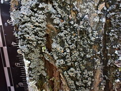 Fuscopannaria leucosticta