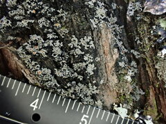 Fuscopannaria leucosticta