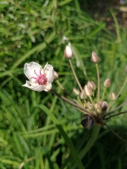 Butomus umbellatus