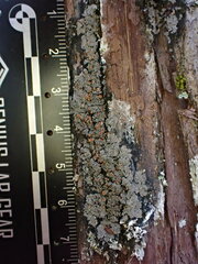 Fuscopannaria leucosticta