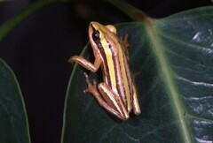 Hyperolius quinquevittatus