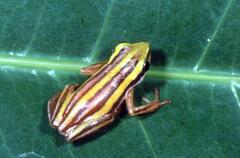 Hyperolius quinquevittatus