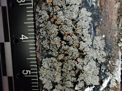 Fuscopannaria leucosticta