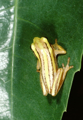 Hyperolius quinquevittatus
