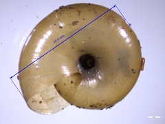 Aegopinella nitidula