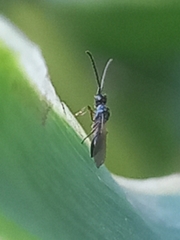 Diapriinae