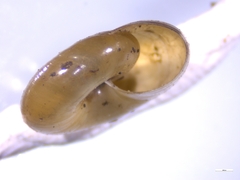 Aegopinella nitidula