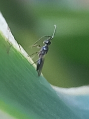 Diapriinae
