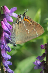 Satyrium spini