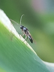 Diapriinae
