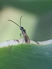 Diapriinae