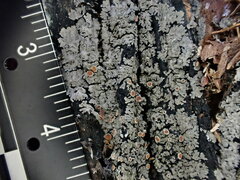 Fuscopannaria leucosticta