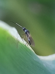 Diapriinae