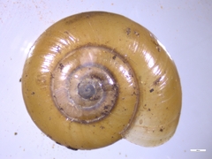 Aegopinella nitidula