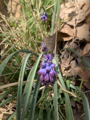 Muscari inconstrictum